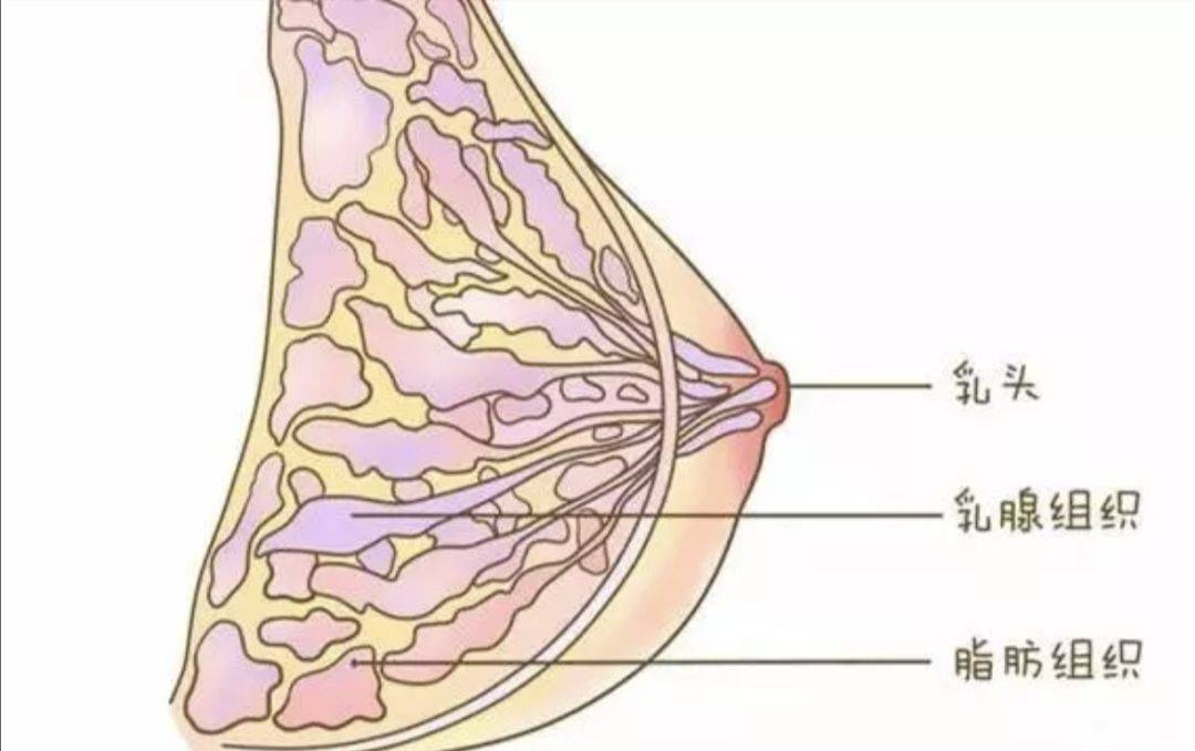 情况下,两边乳房加起来不到一斤, 正常的一侧乳房一般仅重150～200g