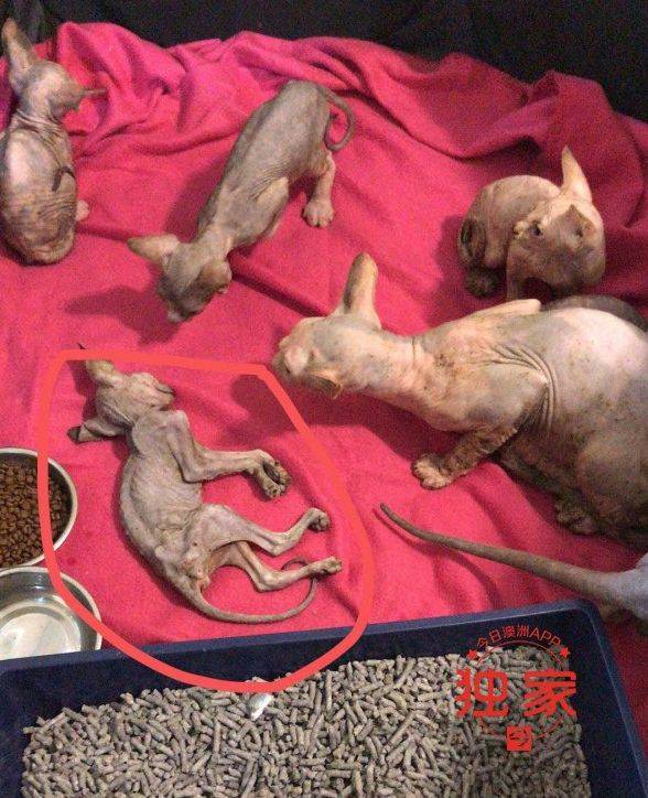 频频死猫,狗"跳楼",悉尼中国学生宠物寄养被"人肉"!