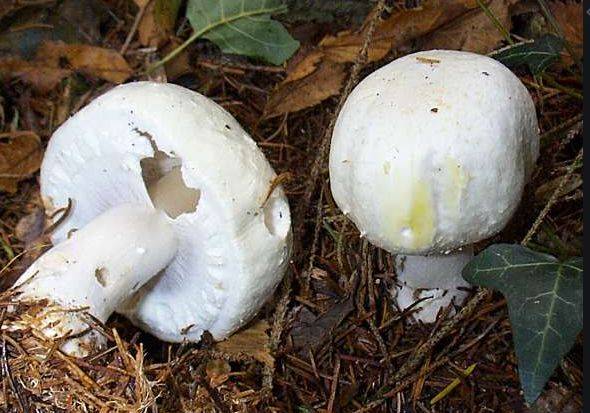 维州警告:大批毒蘑菇流入市场,其中一种剧毒!误食一颗