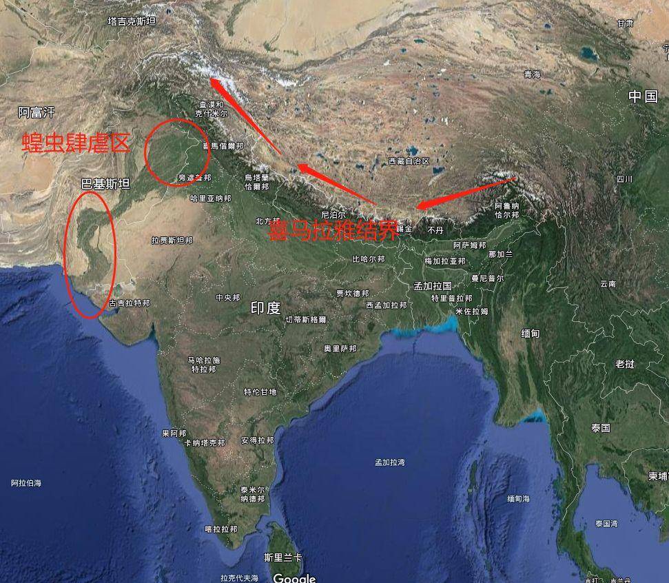 告急！4000亿蝗虫将再增500倍，已接近中国边境，印度粮食产量或暴跌50%！中国农民：哦，知道了。