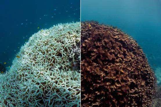 大堡礁真的要“消失”了！珊瑚死亡速度加快，或无法恢复！有机会赶快去看看吧，要不然就再也见不到了...