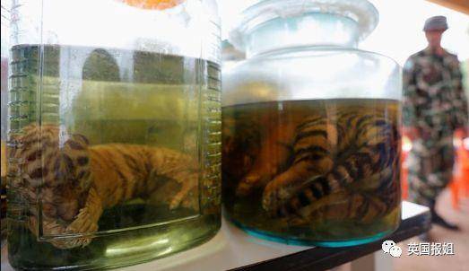 动物园里肺炎病死的老虎，最后竟然被当成野味卖给人吃？！