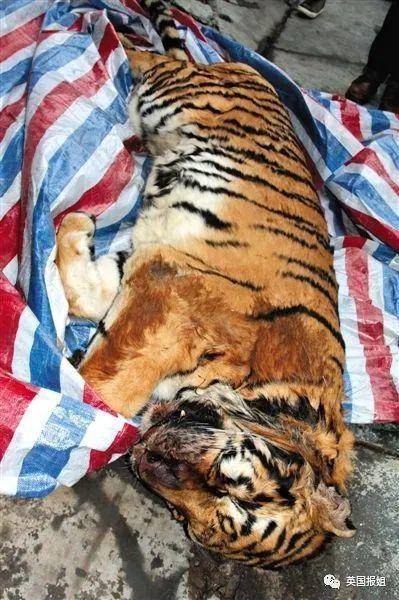 动物园里肺炎病死的老虎，最后竟然被当成野味卖给人吃？！