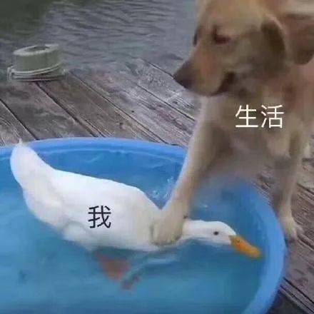 9150e4e5ly1fmwsrlpmovj20gw0gwdgo71.jpg
