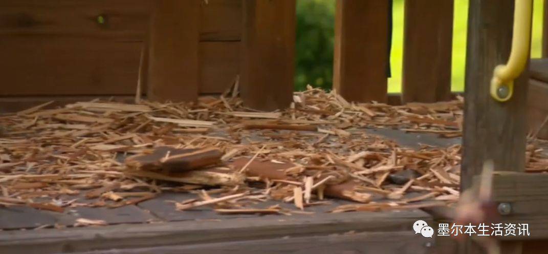 墨尔本居民好心喂了一只鹦鹉，结果遭到上千只鹦鹉入侵！家都被拆了……