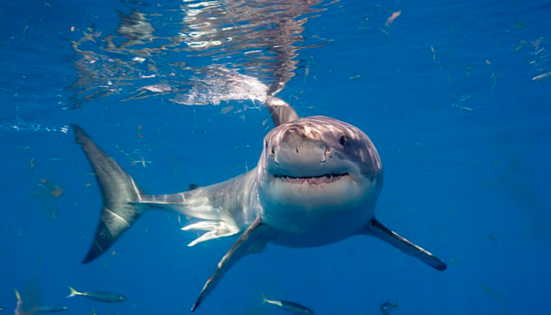 突发！澳洲男子在热门海滩遭鲨鱼袭击，不幸惨死！近期连发三起鲨鱼伤人事件，华人千万小心！