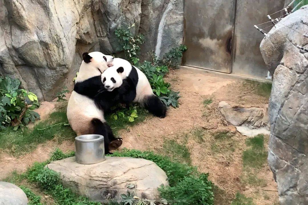 动物园闭馆后，大熊猫竟公然XXX！网友在线看熊猫大片，全网欢呼！