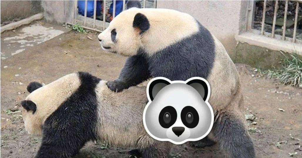 动物园闭馆后，大熊猫竟公然XXX！网友在线看熊猫大片，全网欢呼！
